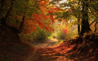 Картинка деревья, дорога, лес, осень