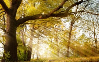 Картинка осень, парк, деревья, лучи