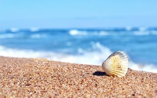 Картинка ракушка, море, песок, солнечно, раковина