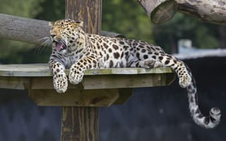 Картинка амурский леопард, хвост, зоопарк, отдых, дикая кошка, лапы, зевает, хищник