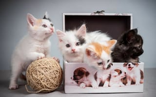 Картинка коробочка, kittens, pussies, tangle, котята, клубок, пушистики, box