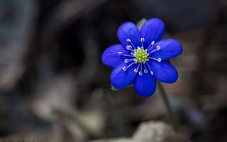Картинка цветок, синий, боке, макро