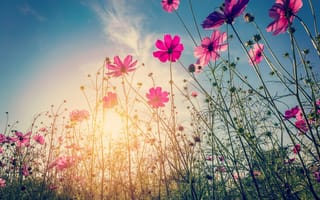 Картинка поле, лето, розовые, солнце, summer, field, pink, цветы