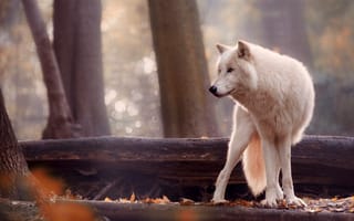 Обои лес, волк, боке, хищник, природа, деревья, белый