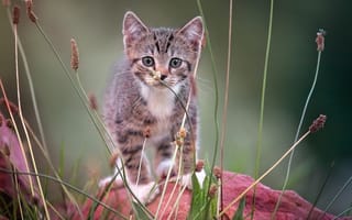 Картинка на камне, полосатый котёнок, смотрит в камеру