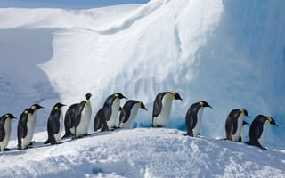 Обои птицы, Сноу-Хилл, императорский пингвин, Антарктида