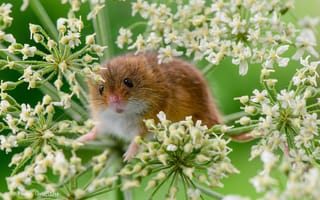 Картинка мышь-малютка, грызун, растение, макро, мышка