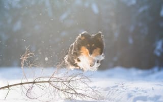 Картинка зима, снег, Шетландская овчарка, Шелти, прогулка, полёт, собака, прыжок