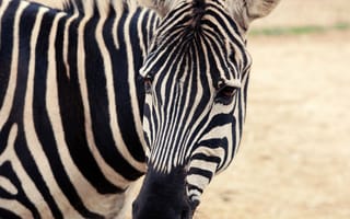 Картинка зебра, white, black, stripes lines