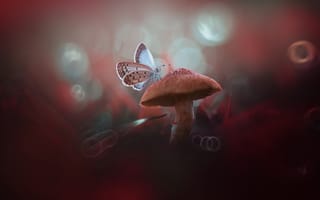 Картинка макро, гриб, грибочек, боке, бабочка