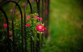 Картинка Розы, забор, природа, сад, куст, боке, прутья, цветы