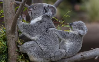 Картинка коала, сумчатое, австралия, дерево, травоядное, лес