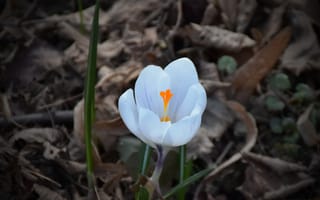 Картинка Крокус, Белый цветок, Crocus, White flower