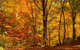 Картинка Осень, Деревья, Trees, Leaves, Autumn, Лес, Forest, Листопад, Fall, Листва