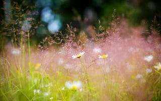 Картинка Луг, лето, ромашки, боке, трава, природа, цветы