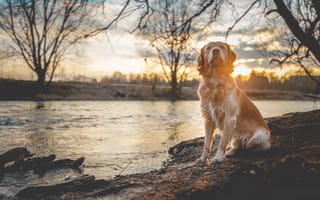 Картинка река, собака, свет