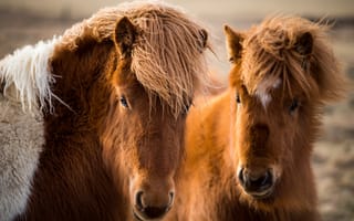 Картинка природа, кони, Icelandic horses