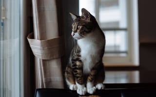 Картинка кошка, кот, поза, взгляд, шторы, комната, серый, окно