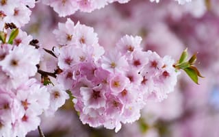 Картинка весна, цветущие деревья, вишнёвое дерево, вишни в цвету, розовый цветок, дерево цветёт
