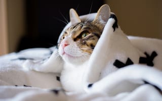 Картинка кошка, кот, уют, взгляд, счастье, тепло, морда