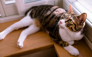 Картинка кошка, кот, свет, окно, подоконник, взгляд, отдых, лежит