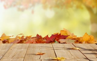 Картинка листья, блюр, древесина, клен, осень