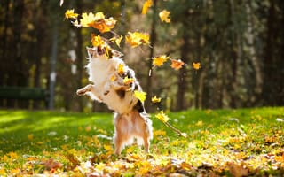 Обои осень, блюр, собака, клен, пес, листья