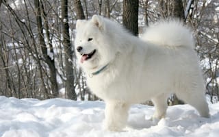 Картинка белый, собака, деревья, снег, Самоед, язык, Samoyed, Самоедская собака