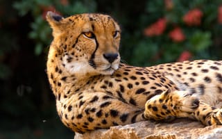 Картинка гепард, дикие кошки, взгляд, кошки, лежит, дикая природа, морда
