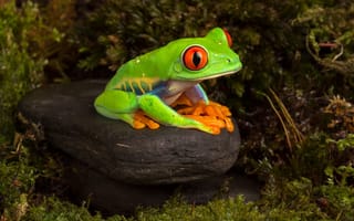 Картинка макро, природа, мох, камни, лягушка, зеленый, темный, заросли