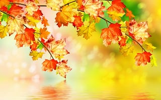 Картинка листья, осень, вода, клен