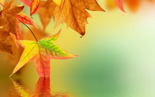 Картинка осень, блюр, листья, отражение, вода