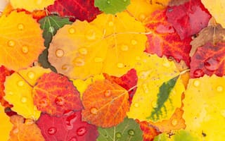 Картинка листья, капли, осень