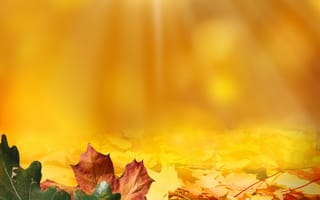 Картинка осень, свет, листья, желуди