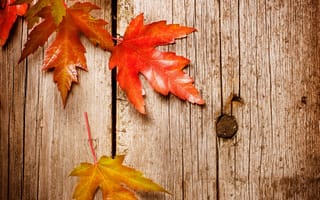 Картинка листья, клен, осень, древесина