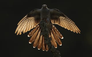 Картинка природа, птица, Backlit Cuckoo