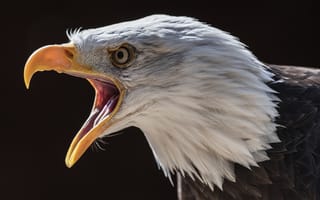 Картинка природа, Bald Eagle, птица