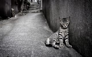 Картинка кошка, одиночество, улица