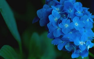 Картинка листья, цветы, цветение, гортензия, размытость, лепестки, голубой, темный