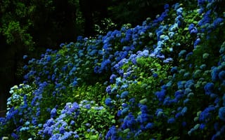 Картинка зелень, листья, синий, цветы, природа, темный, голубой, сад