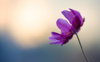 Картинка цветок, нежный, boke, лепестки, фиолетовый, стебель, violet, tender, flower, боке, petals, HD, blue