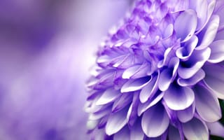 Картинка цветок, фиолетовый, хризантема, макро