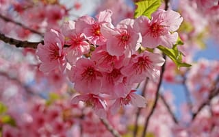 Картинка небо, ветки, pink, цветение, сакура, sakura, blossom, весна