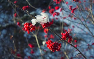 Картинка холод, зима, дерево, красный, ветки, красная, мороз, ягоды, ветки в снегу, снег, рябина