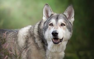 Картинка волкособ, вереск, морда, Чехословацкая волчья собака, Чехословацкий влчак, взгляд