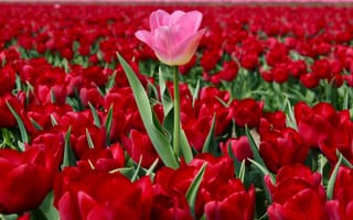 Картинка поле, тюльпаны, много, плантация, Нидерланды, розовый тюльпан, выскочка, красные тюльпаны