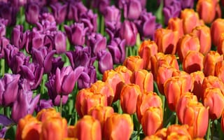Картинка парк, тюльпаны, Netherlands, много, Keukenhof, Нидерланды, Лиссе, Lisse, бутоны, Кёкенхоф