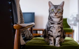 Картинка кот, серый, сидит, глаза, зеленоглазый, полосатый, морда, британец, зеленые глаза, кошка, британский, кресло, комната, котэ, мебель, взгляд, мраморный, милашка