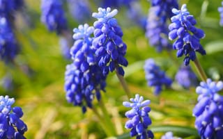 Картинка зелень, цветы, природа, размытость, синий, весна, поляна