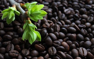 Картинка зелень, почки на ветках, листья, ветка, жареный кофе, свет, кофе в зернах, кофе